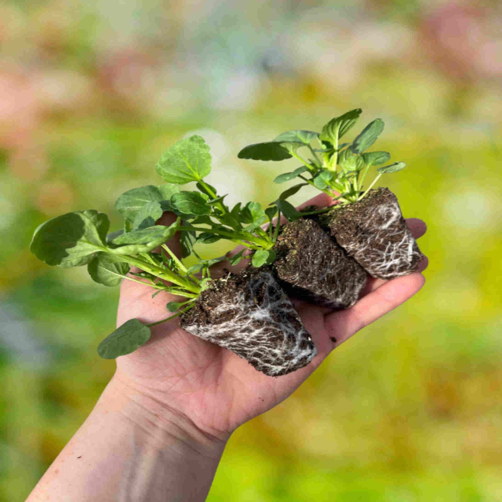 Pansy Cool Wave Mix - plug plants | 24 x Plug Plants | Multi
