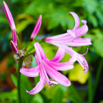 Amarine Garden Angels Collection - A Set Of 3 In 9cm Pots