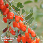 Lycium Barbarum (goji Berry) No.1 Lifeberry 9cm Pot | 1 x 9cm