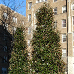 Magnolia Grandiflora 'alta' Narrow Evergreen | 1 x 3L