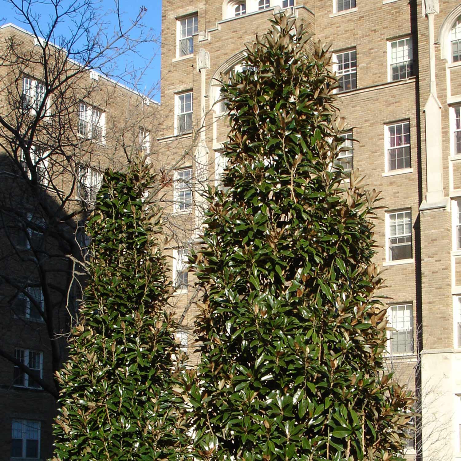 Magnolia Grandiflora 'alta' Narrow Evergreen | 1 x 3L