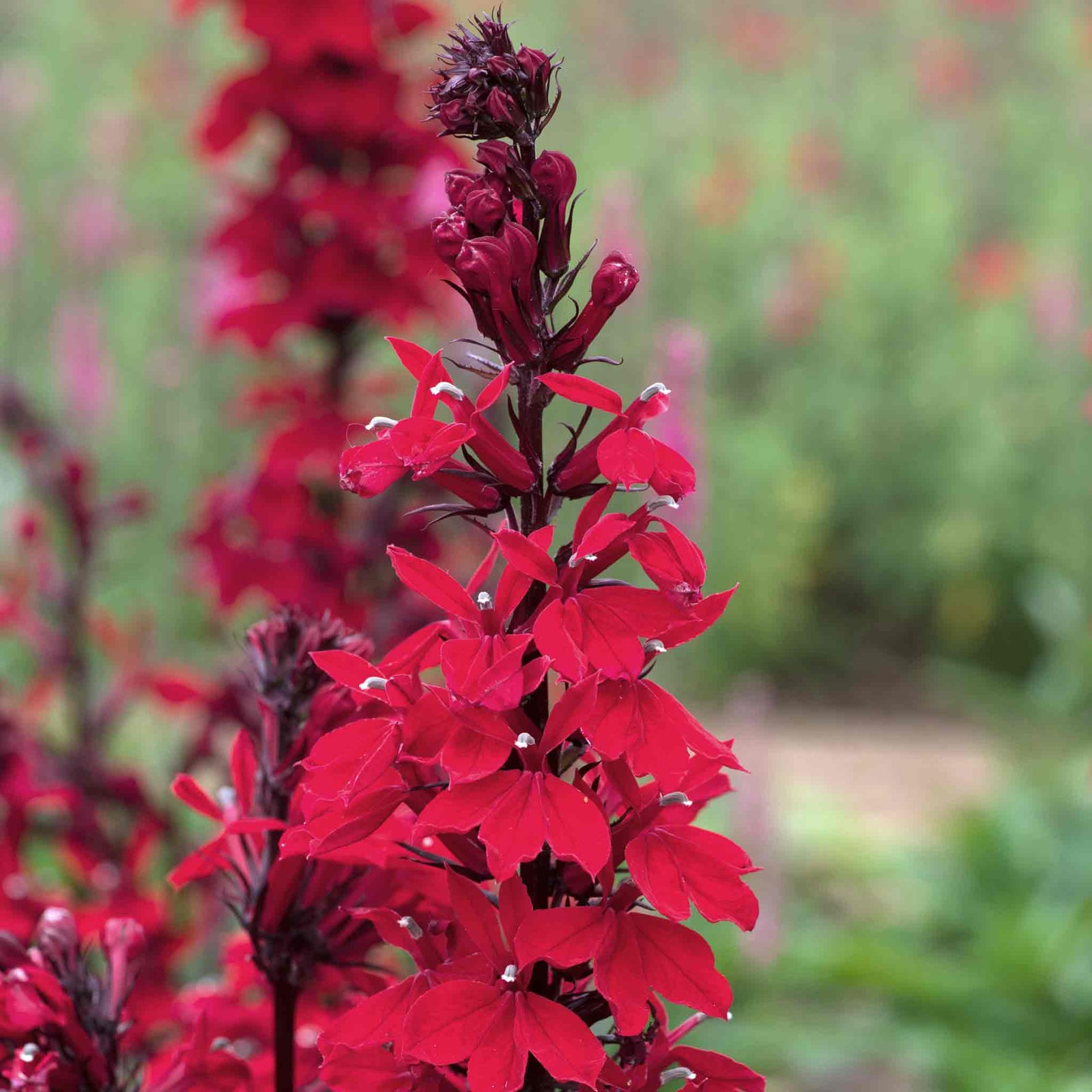 Lobelia 'starship Scarlet Bronze Leaf' Red Perennial For Borders And Pots | 6 x Jumbo Plugs | Red