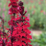 Lobelia 'starship Scarlet Bronze Leaf' Red Perennial For Borders And Pots | 1 x 9cm | Red