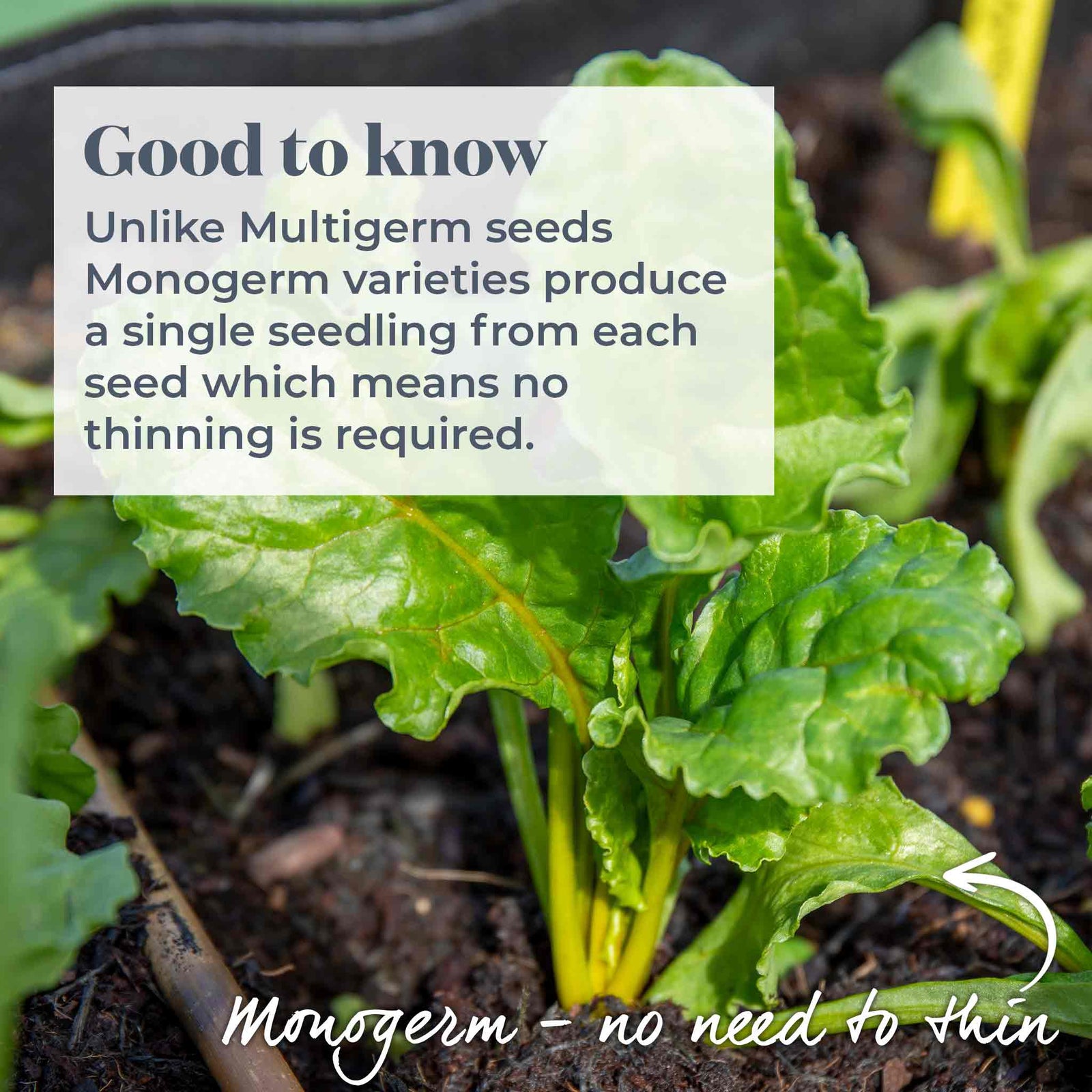 Burpees Golden Beetroot | 100 Seeds