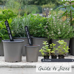 Mint 'garden' Hardy Perennial Herb | Set of 3 | Green