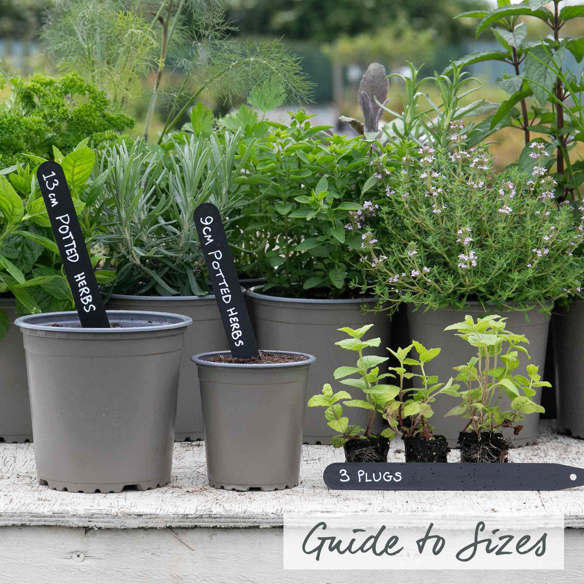 Mint 'garden' Hardy Perennial Herb | Set of 3 | Green