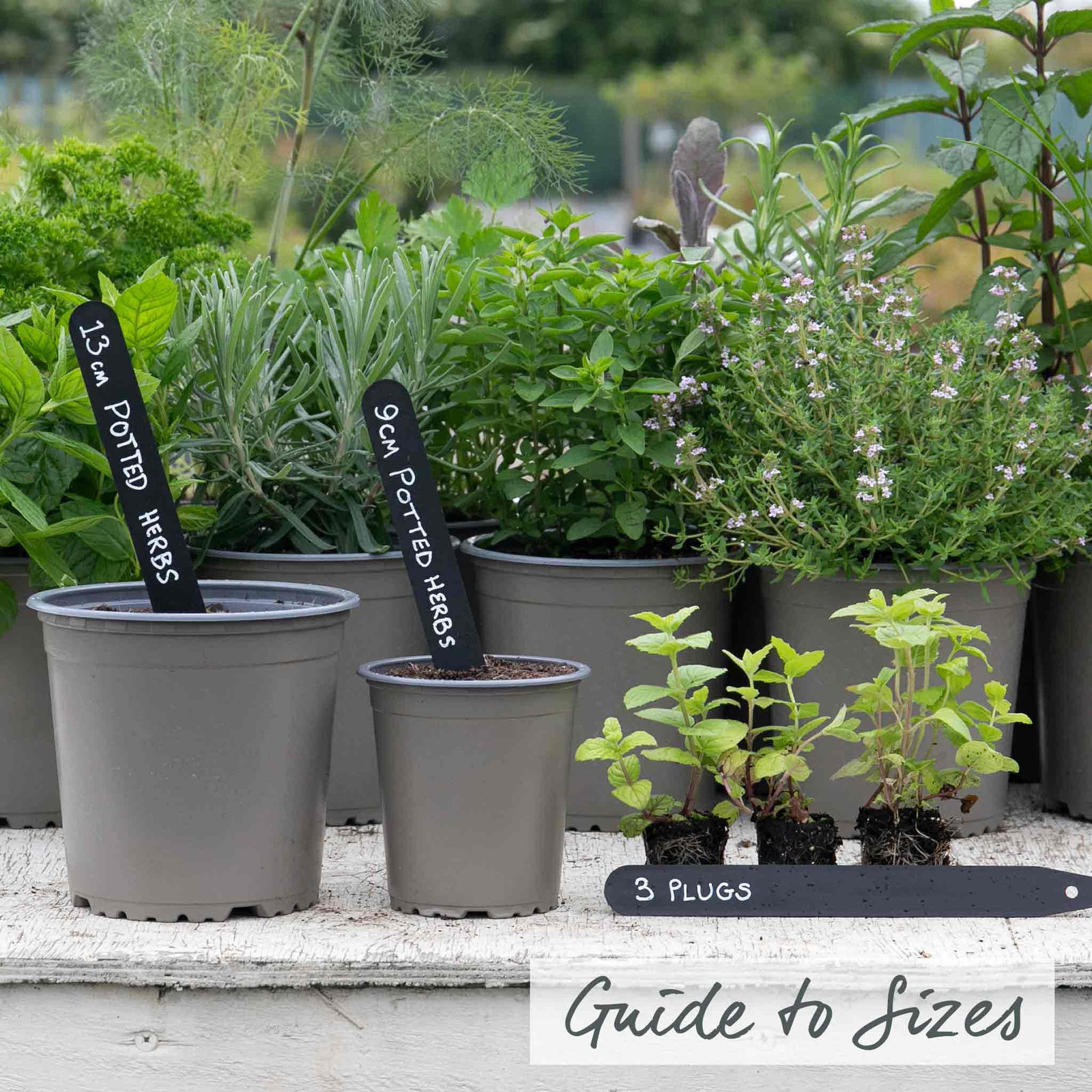 Mint 'garden' Hardy Perennial Herb | Set-of-3 | Green