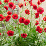 Geum 'firestarter' – Red Scented Perennial, 50 Cm | 3 x Jumbo Plugs | Red