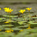 Nymphoides Peltata - Yellow Floating Heart Pond Plant In A 9cm Pot