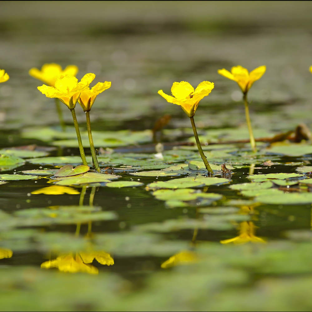 Nymphoides Peltata - Yellow Floating Heart Pond Plant In A 9cm Pot