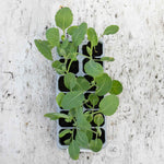 Pointed Hispi Cabbage | 12 x Garden Ready Plants | Green