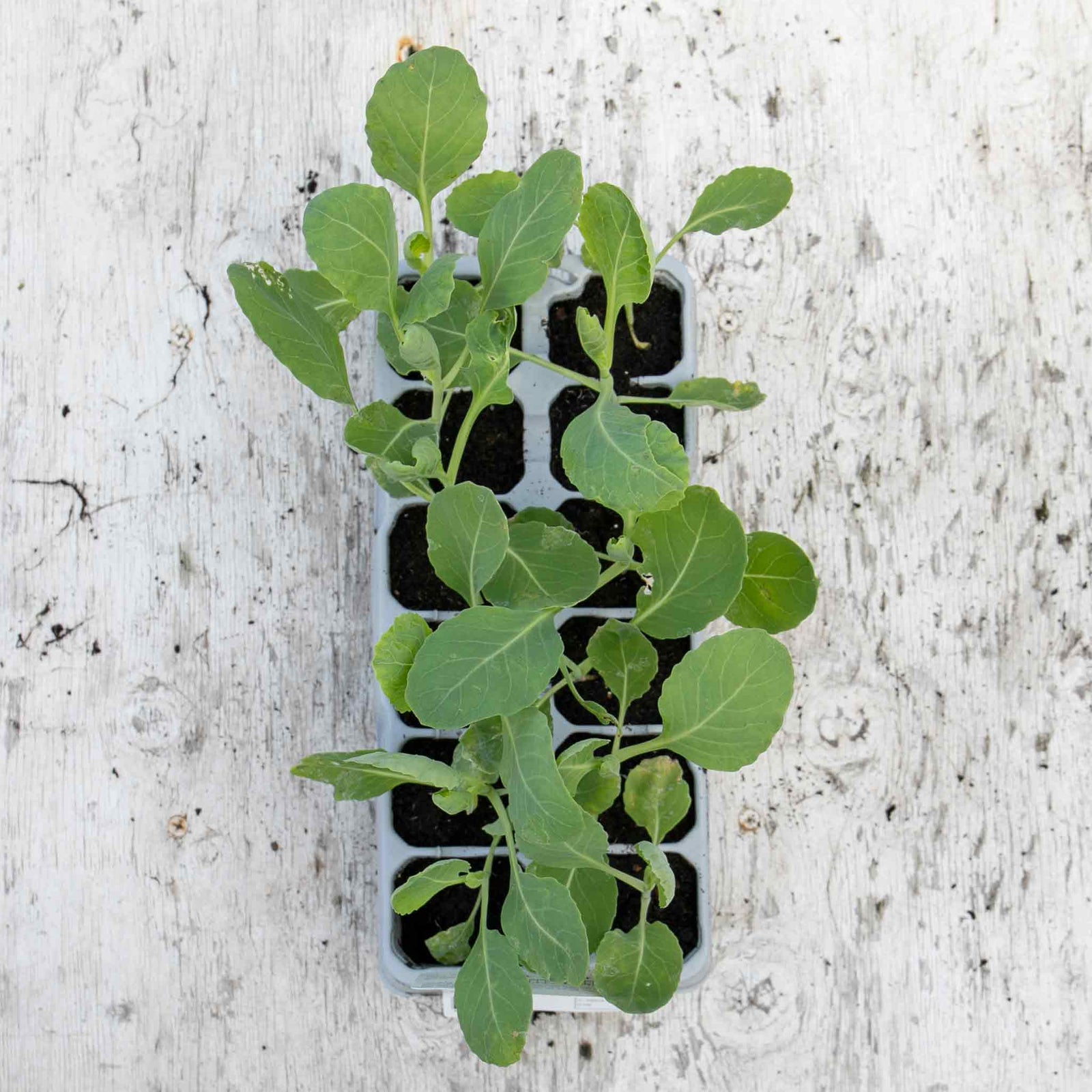 Pointed Hispi Cabbage | 12 x Garden Ready Plants | Green