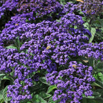 Heliotrope 'honey Blue' - Compact Fragrant Container Plug Plants | 12 x Plug Plants | Purple