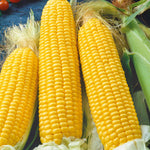 Sweetcorn Earlibird Early Supersweet | 12 x Garden Ready Plugs | Yellow