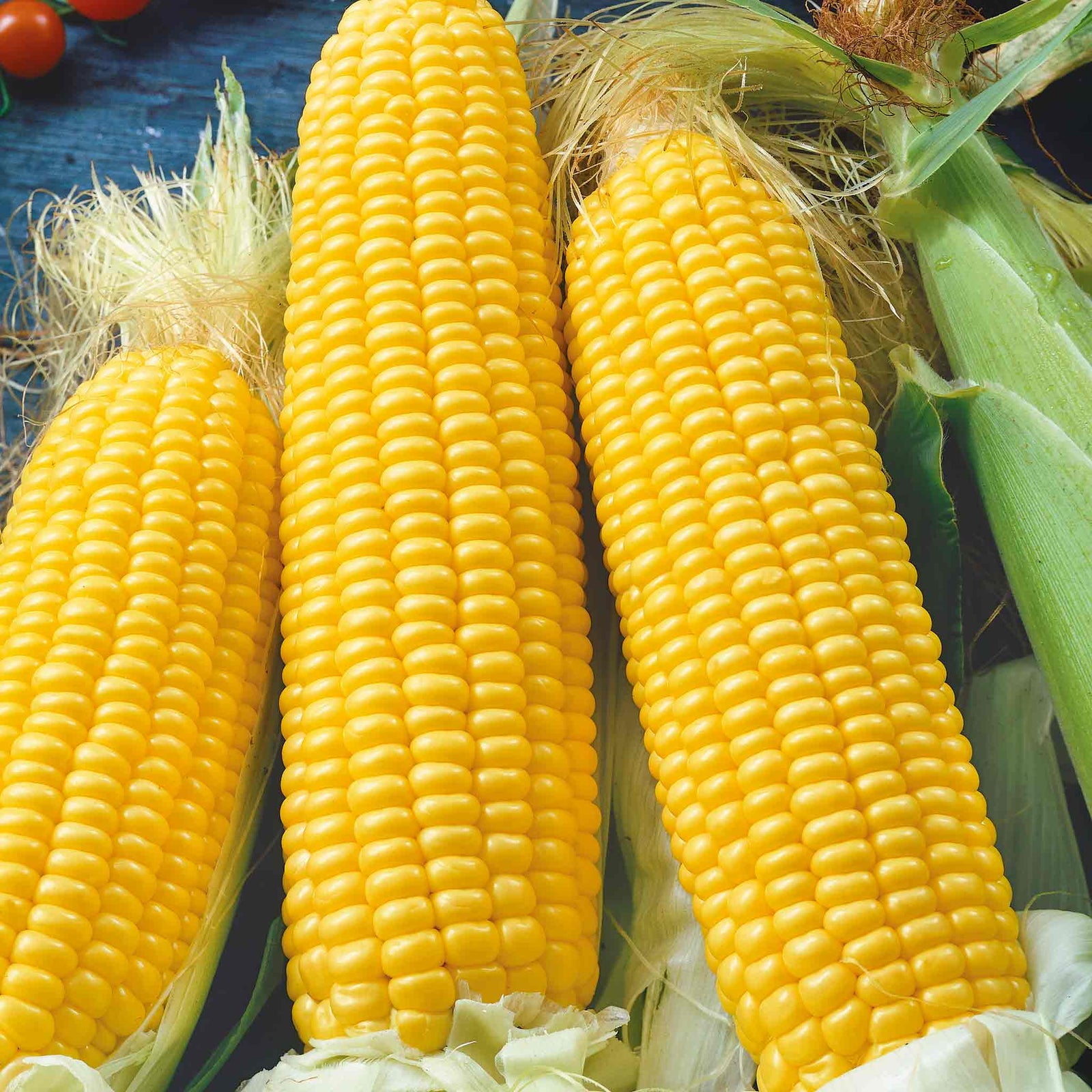 Sweetcorn Earlibird Early Supersweet | 12 x Garden Ready Plugs | Yellow