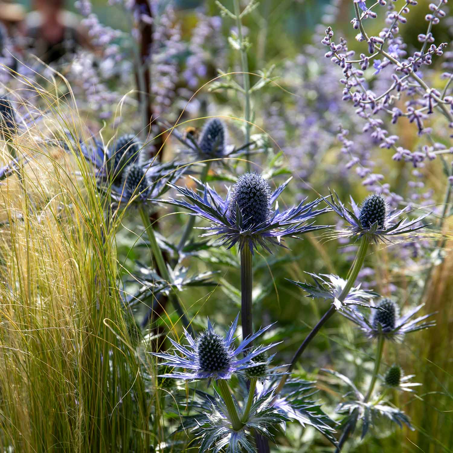 Eryngium 'big Blue' Perennial 50cm | 1 x 2L | Blue
