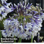 Agapanthus Fireworks 9cm Pot | 1 x 9cm