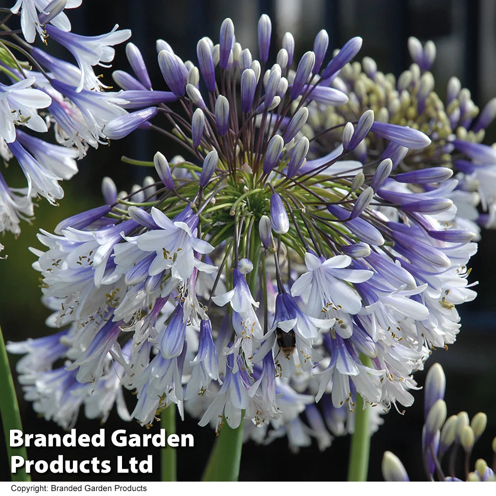 Agapanthus Fireworks 9cm Pot | 1 x 9cm