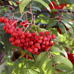Direct Plants Sorbus Sheerwater Seedling Mountain Ash Tree 6ft Tall Supplied In A 12 Litre Pot