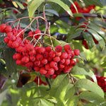 Sorbus Sheerwater Seedling Mountain Ash Tree 6ft Tall Supplied In A 12 Litre Pot