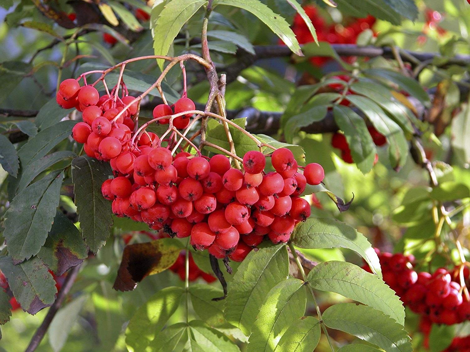 Sorbus Sheerwater Seedling Mountain Ash Tree 6ft Tall Supplied In A 12 Litre Pot