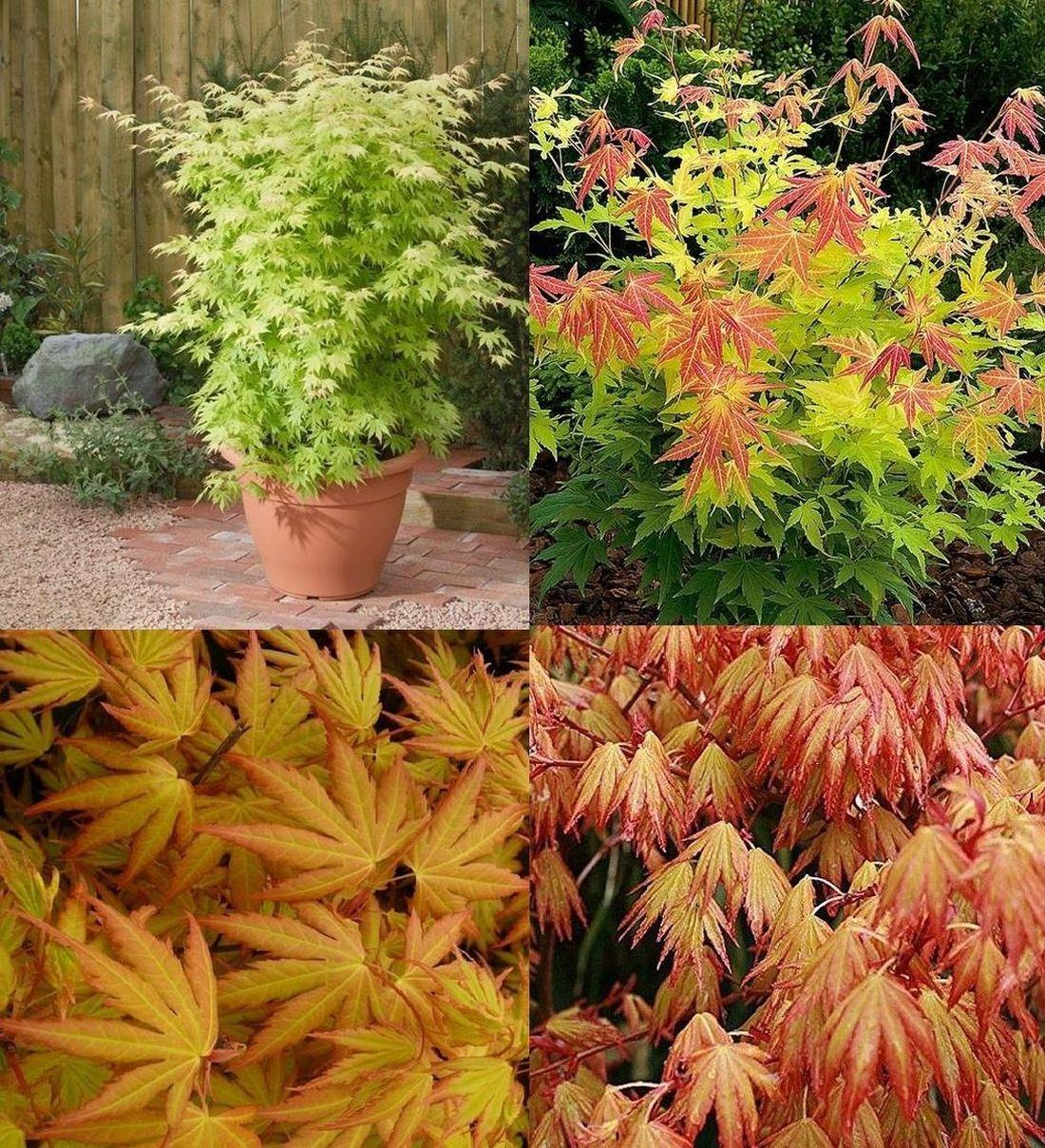 Acer Palmatum Orange Dream Extra Large Japanese Maple Tree 4-5ft In A 7.5 Litre Pot