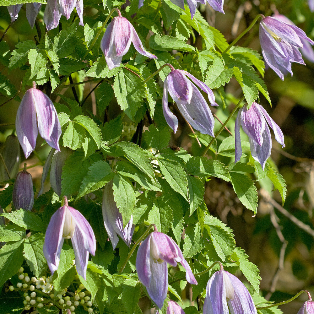 Hayloft Clematis Alpina Pink Flamingo -dainty Blooms And Easy To Grow, Supplied In A 7cm Pot