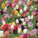 Tulip Miniature Everlasting Mix Bulbs | 16 x Bulbs
