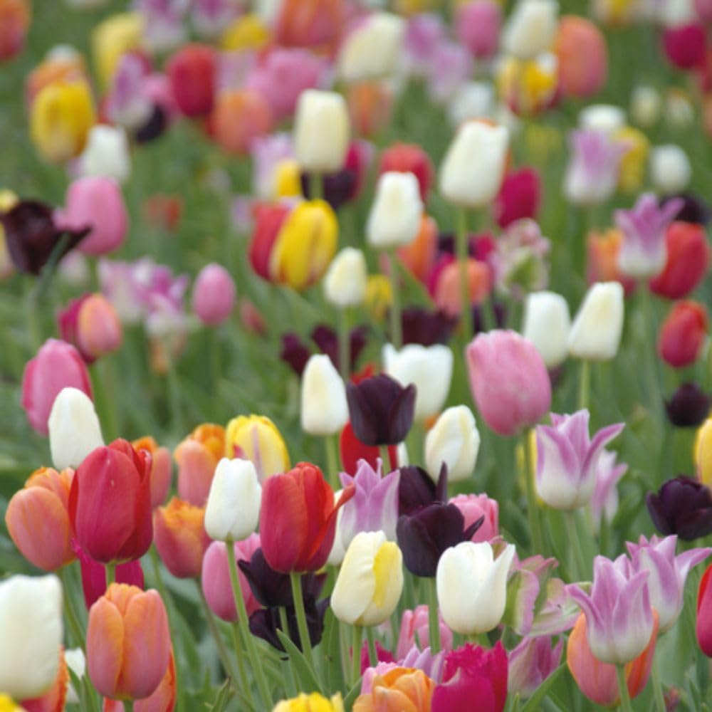 Tulip Miniature Everlasting Mix Bulbs | 16 x Bulbs
