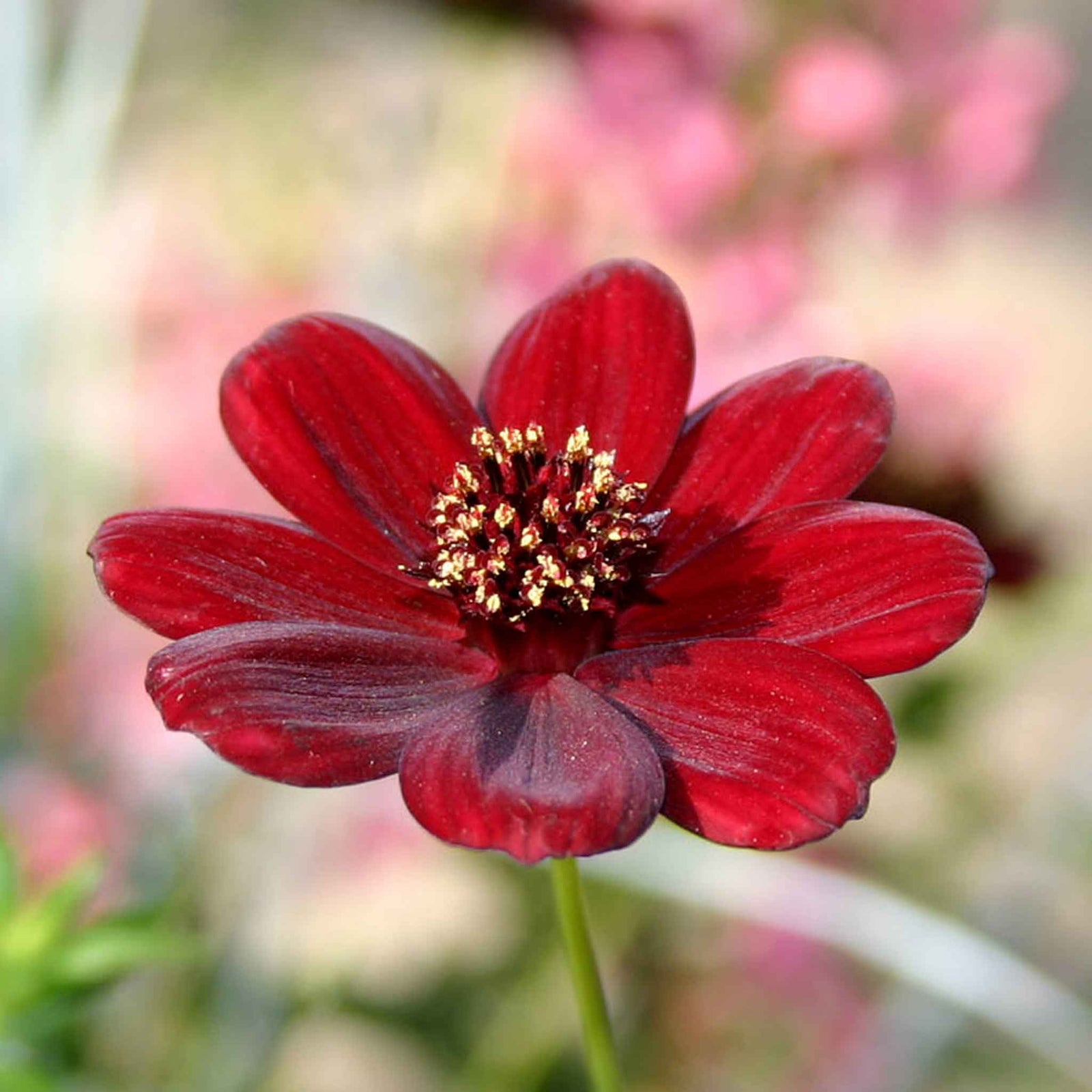 Cosmos 'chocamocha', Chocolate-scented Deep Mahogany-red, 30cm | 3 x Jumbo Plugs
