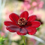 Cosmos 'chocamocha', Chocolate-scented Deep Mahogany-red, 30cm | 1 x 9cm