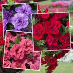 Calibrachoa 'double' Collection | 6 x Plug Plants | Multi