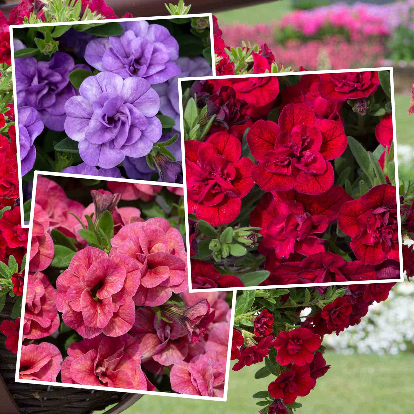 Calibrachoa 'double' Collection | 6 x Plug Plants | Multi
