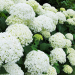 Hydrangea Annabelle Shrub Large Multi Branch Plants Pack Of 5 In 3 Litre Pots