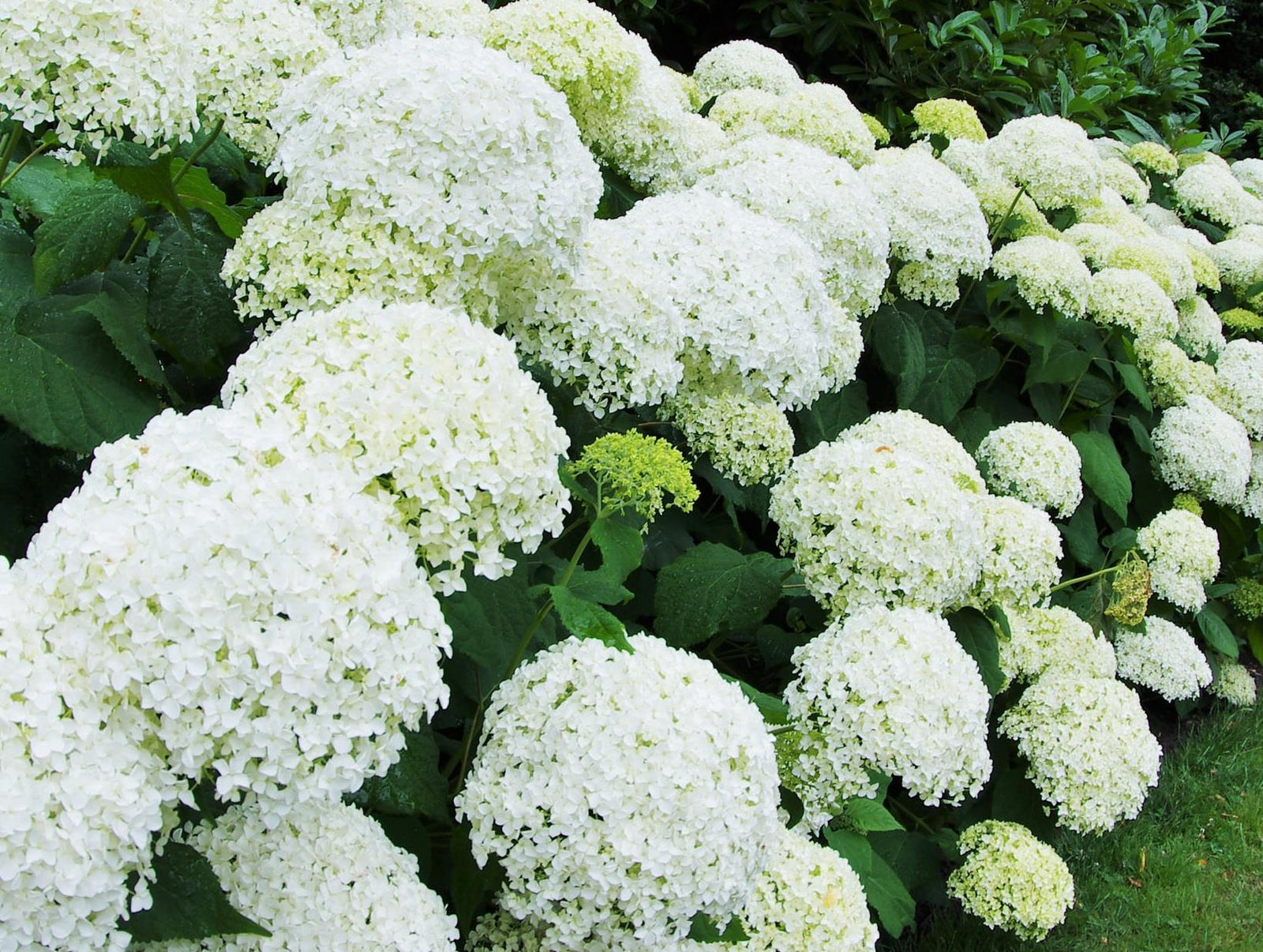 Hydrangea Annabelle Shrub Large Multi Branch Plants Pack Of 5 In 3 Litre Pots