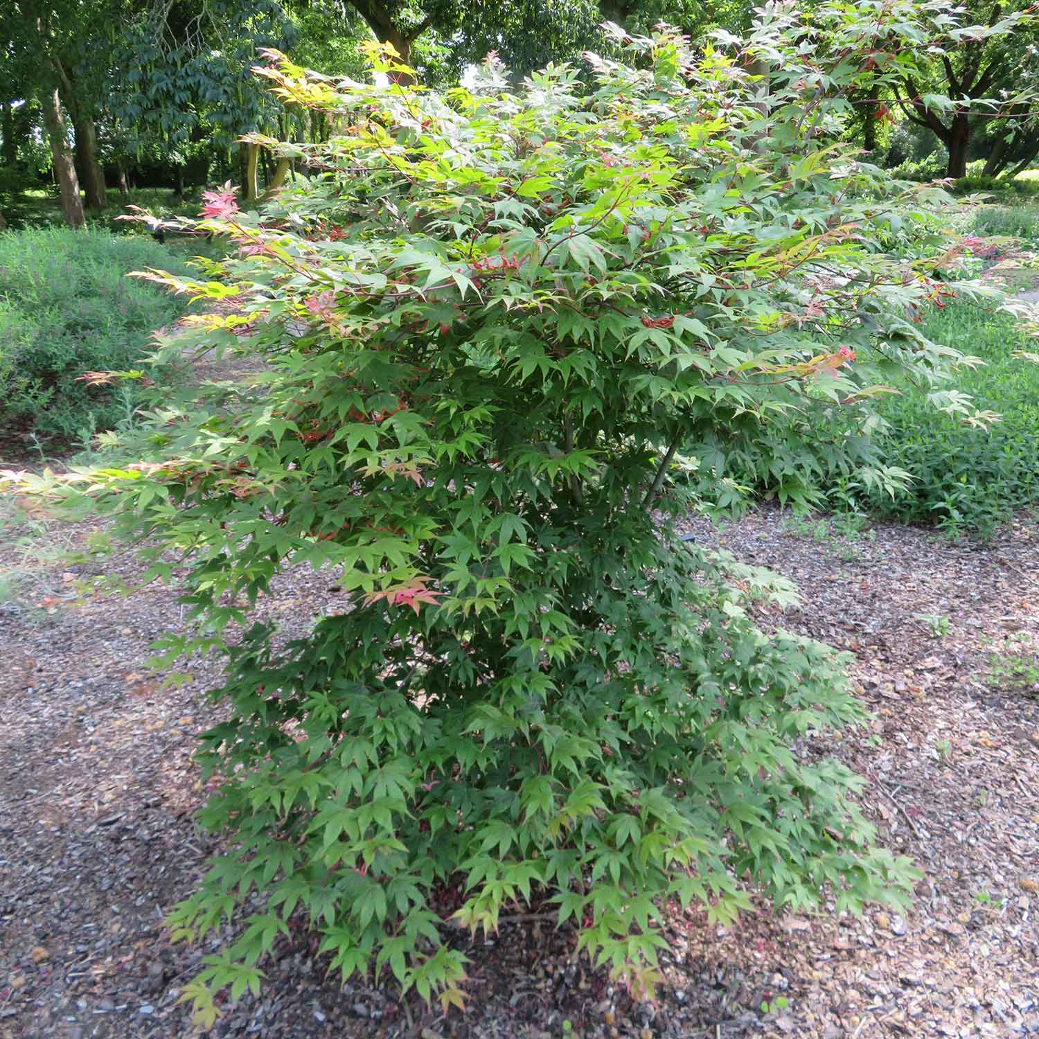Acer Palmatum (japanese Maple) - Deciduous, Red Autumn Colour | 1 x 3L