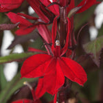 Lobelia Speciosa Starship Scarlet Bronze Leaf - XL Young Plants | Set-of-5 | Deep Red