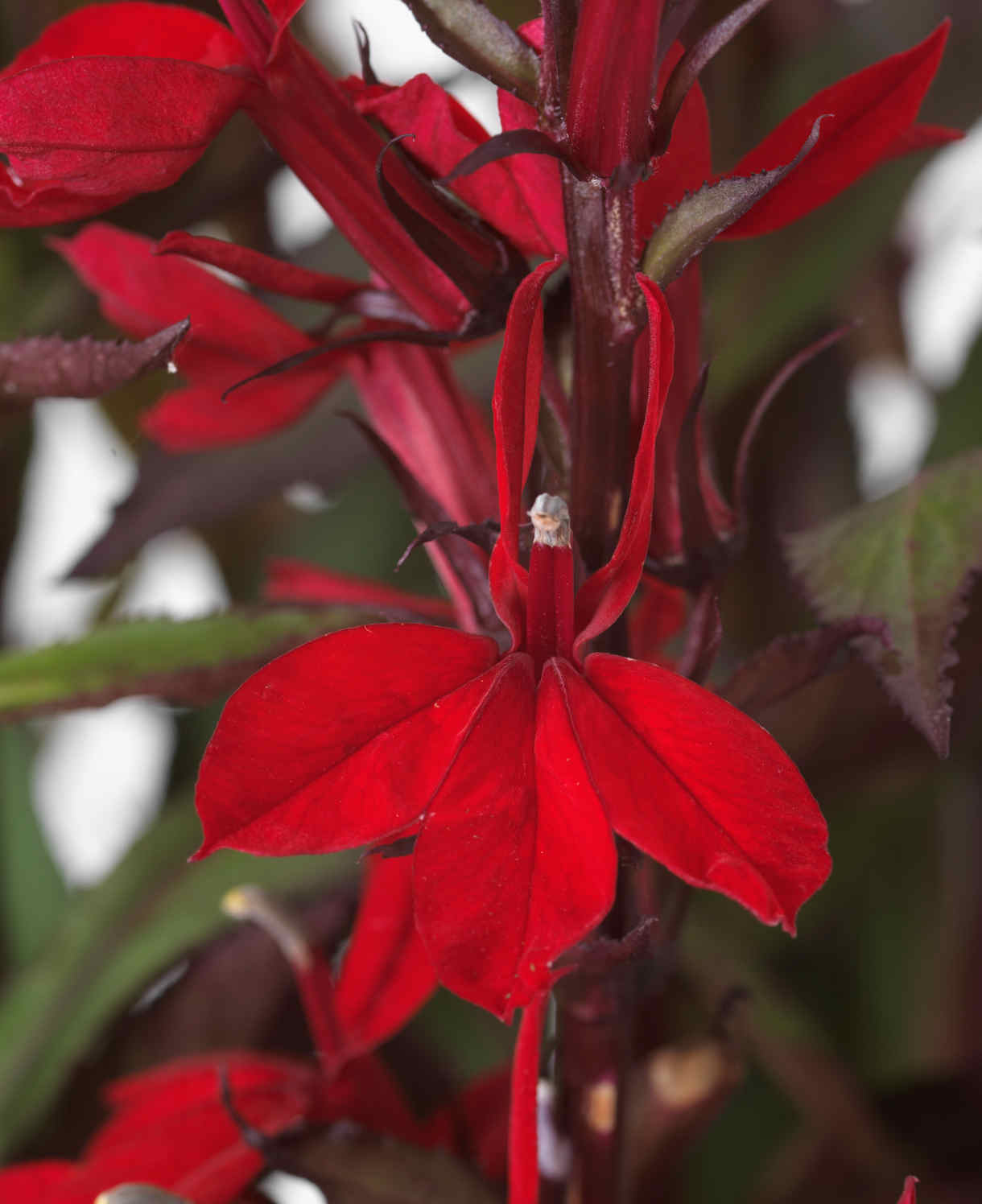 Lobelia Speciosa Starship Scarlet Bronze Leaf - XL Young Plants | Set of 10 | Deep Red