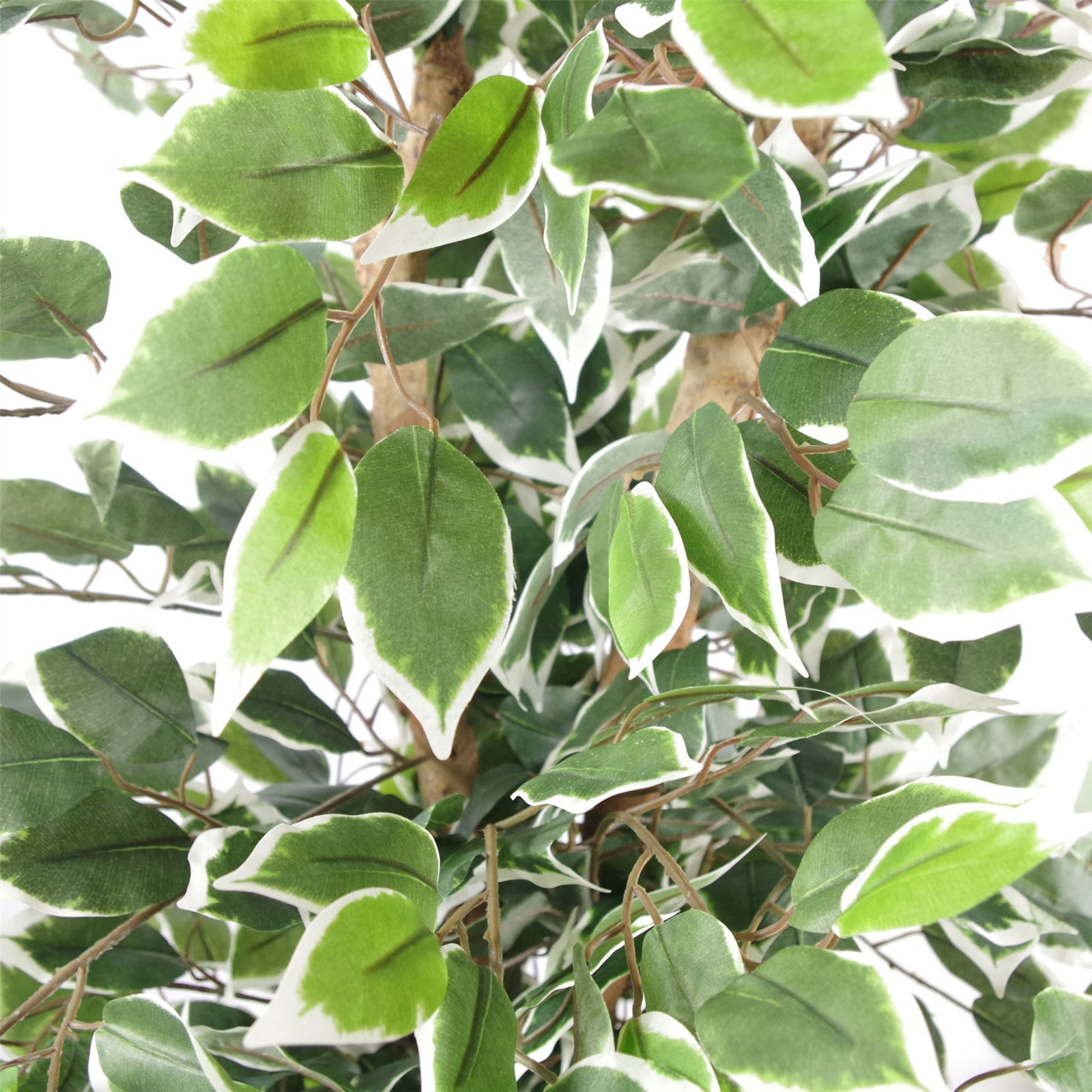 Artificial 130cm Variegated White/green Bushy Ficus Tree