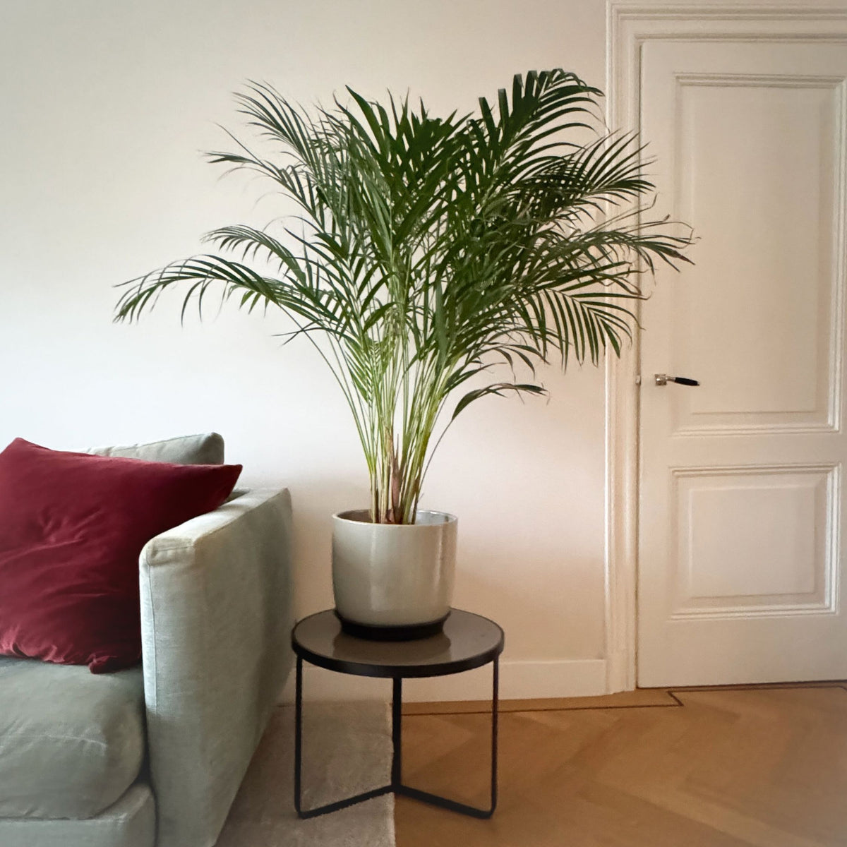 Areca Palm 'golden Cane' - Dypsis Lutescens - Height 100-120cm - ⌀21cm | Set of 1 | Green