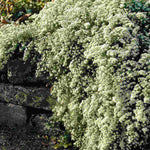 Aster Erocoides Var. Prostratum 'snow Flurry' - 9cm pots | 3 x 9cm | Cream