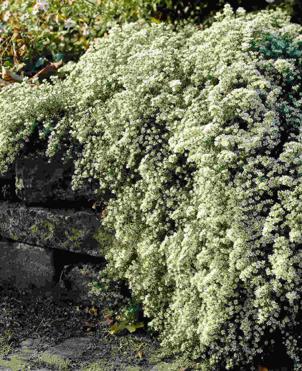 Aster Erocoides Var. Prostratum 'snow Flurry' - 9cm pots | 1 x 9cm | Cream