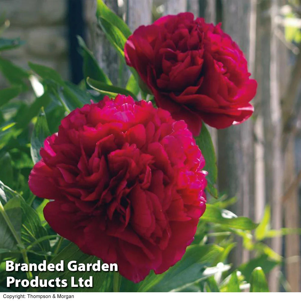 Thompson & Morgan Peony Double Collection  - 3 Plants (white, Pink, Red)