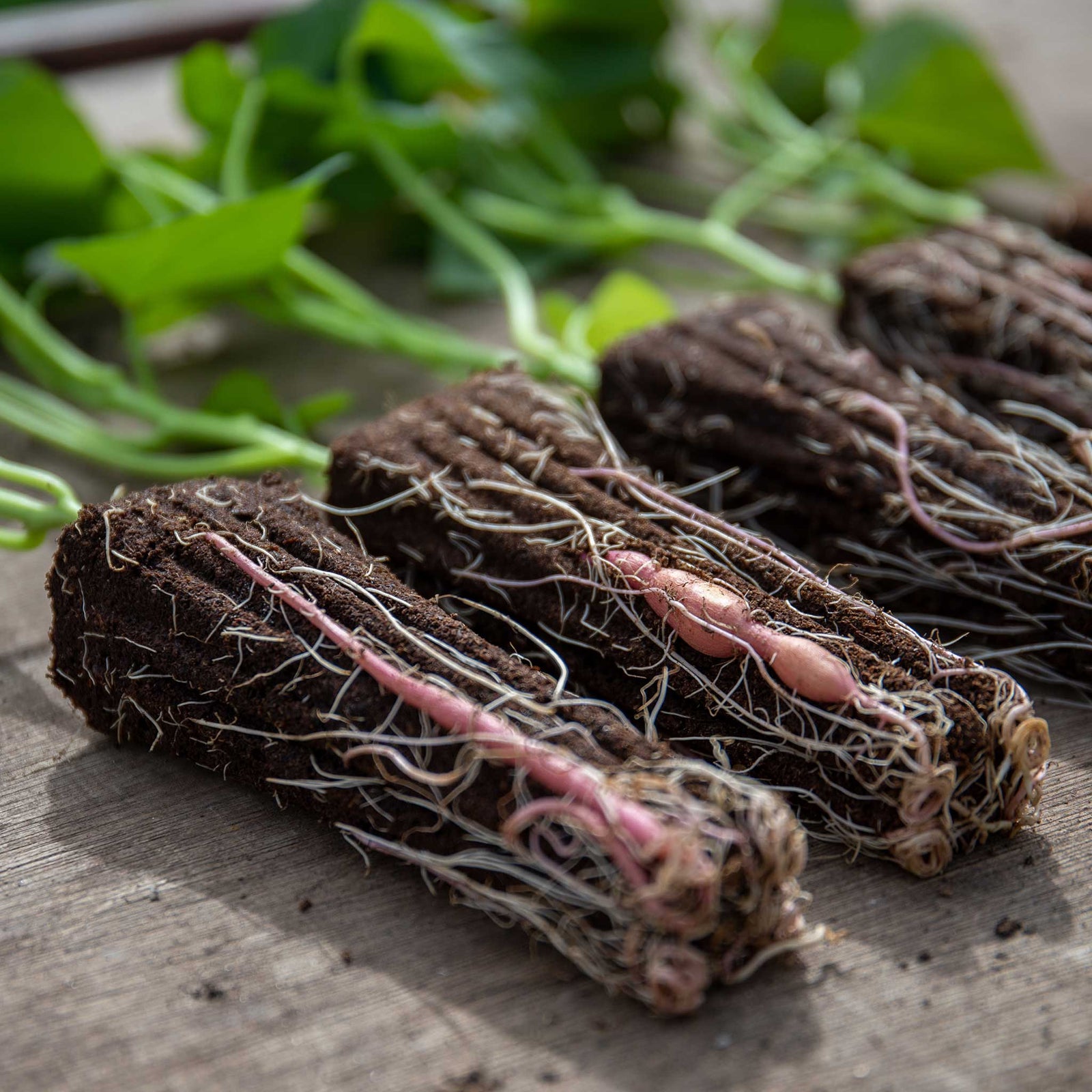 Beauregard Sweet Potato Rooted Slips | Set-of-5