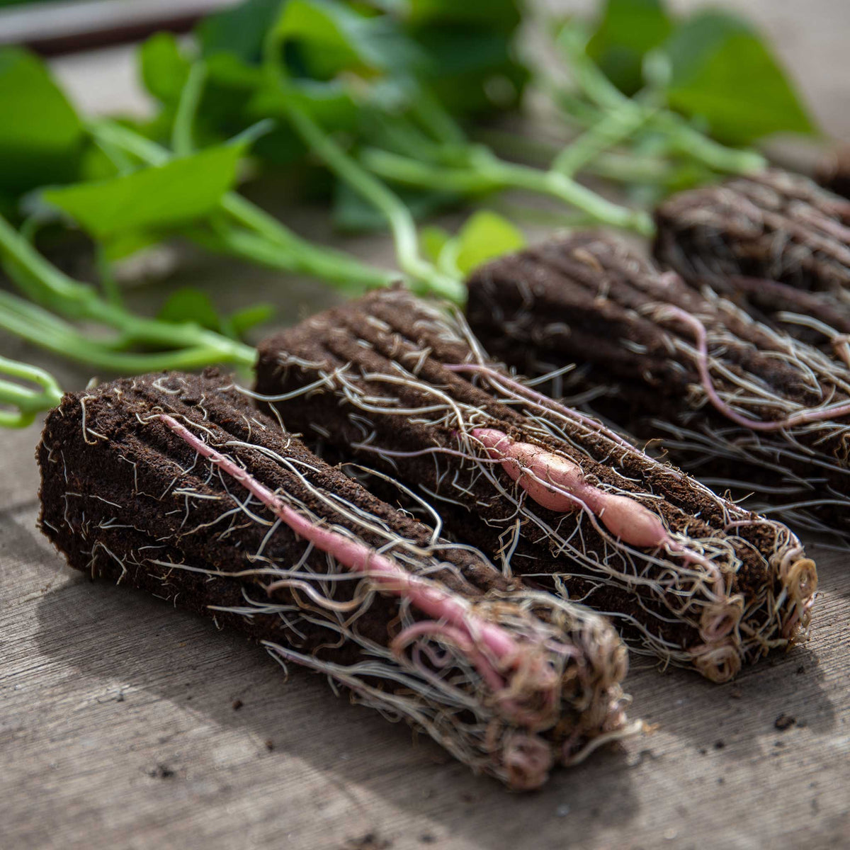 Beauregard Sweet Potato Rooted Slips | Set of 5
