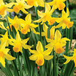 Daffodil 'february Gold' | 10 x Bulbs | Yellow