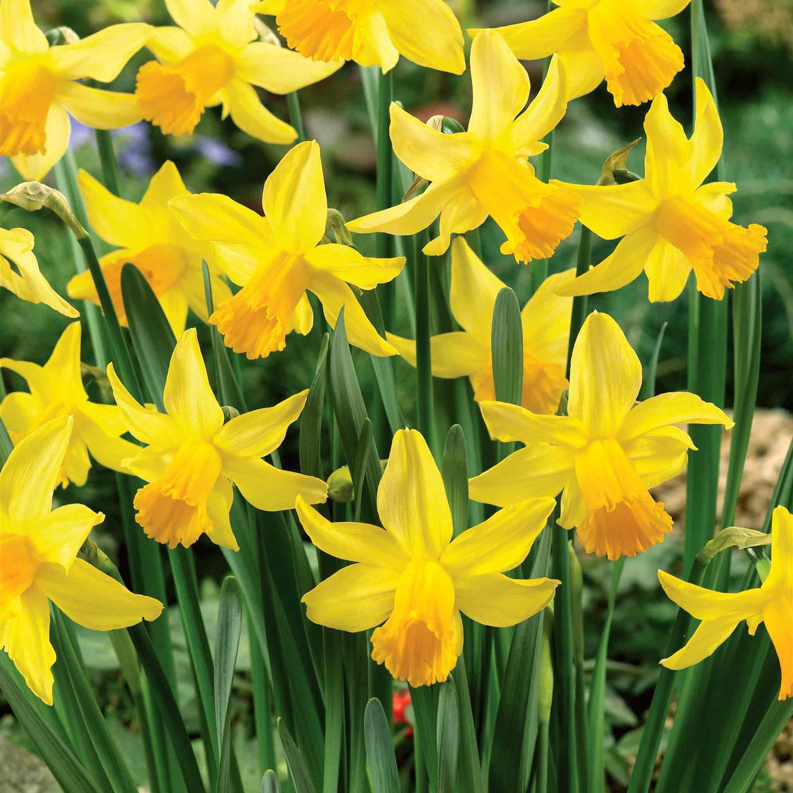 Daffodil 'february Gold' | 10 x Bulbs | Yellow