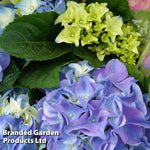 Thompson & Morgan Hydrangea Early Blue 10.5cm Pot