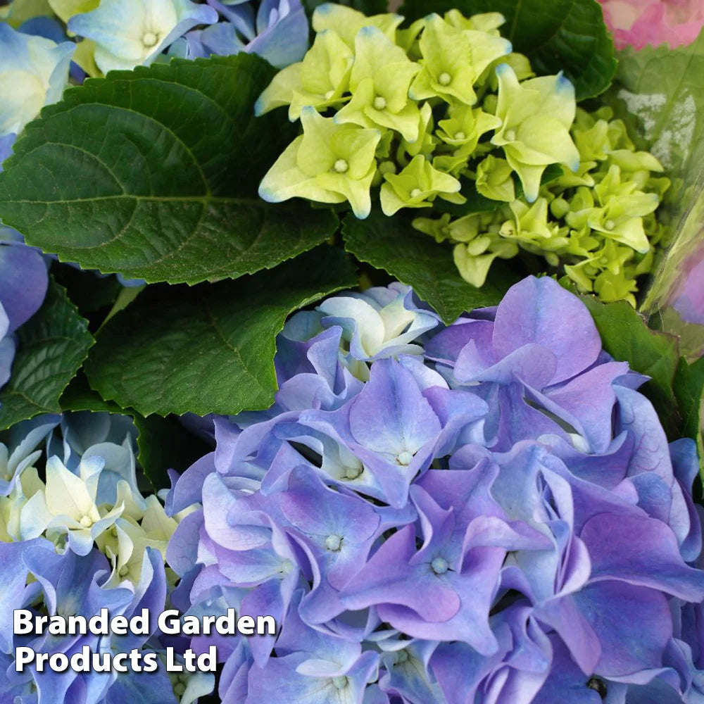 Thompson & Morgan Hydrangea Early Blue 10.5cm Pot