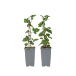 Currant Plant - 2 Pcs. - Ribes Rubrum 'jonkheer Van Tets' - H50-60cm - ⌀15cm | Set-of-2 | Red